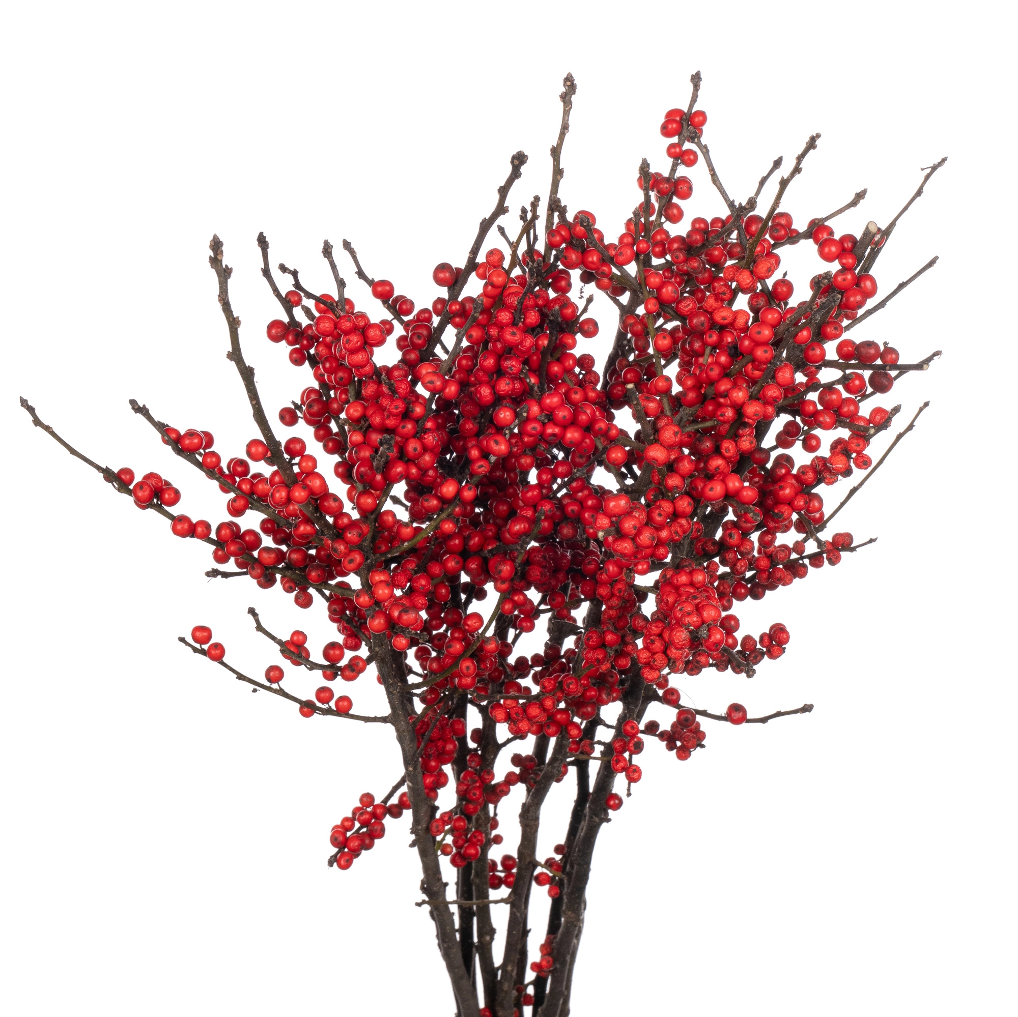 Ilex red