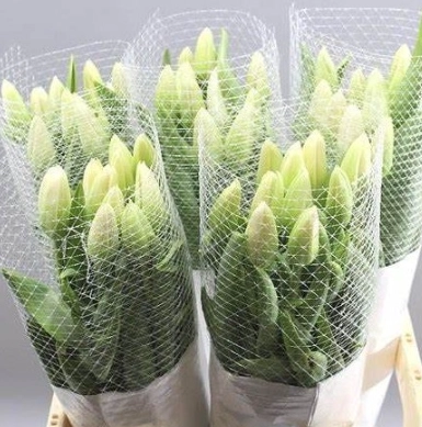 Tulip enkel chantilly | Wholesale flowers, plants and supplies Tulip enkel chantilly