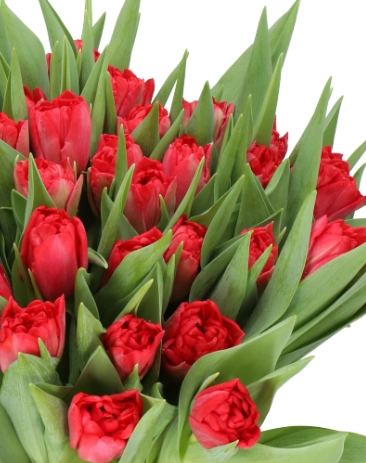 Tulip double twist | Wholesale flowers, plants and supplies Tulip double twist