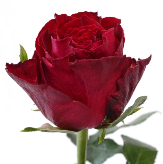 Rose madam red | Wholesale flowers, plants and supplies Rose madam red