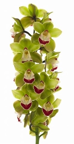 Cymbidium top spot