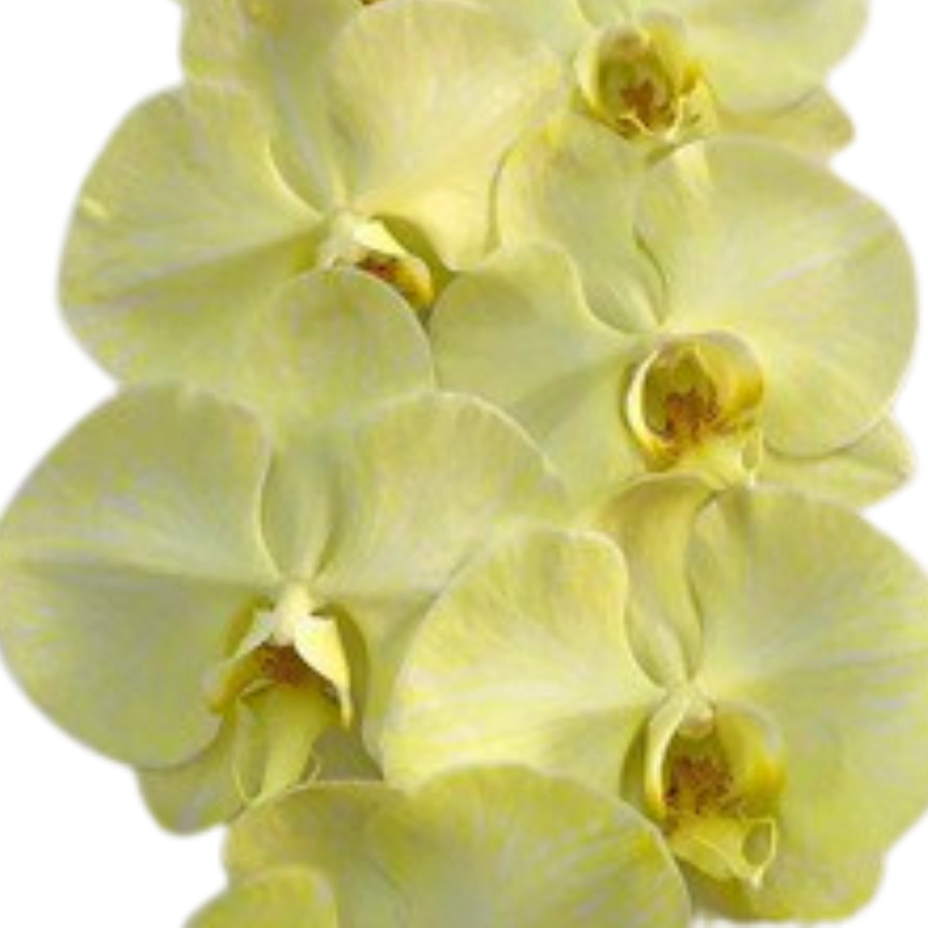 Phalaenopsis dyed yellow