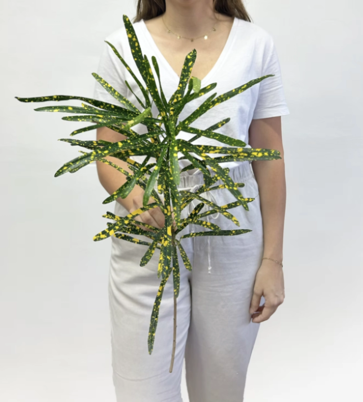 Blad Croton tip thin