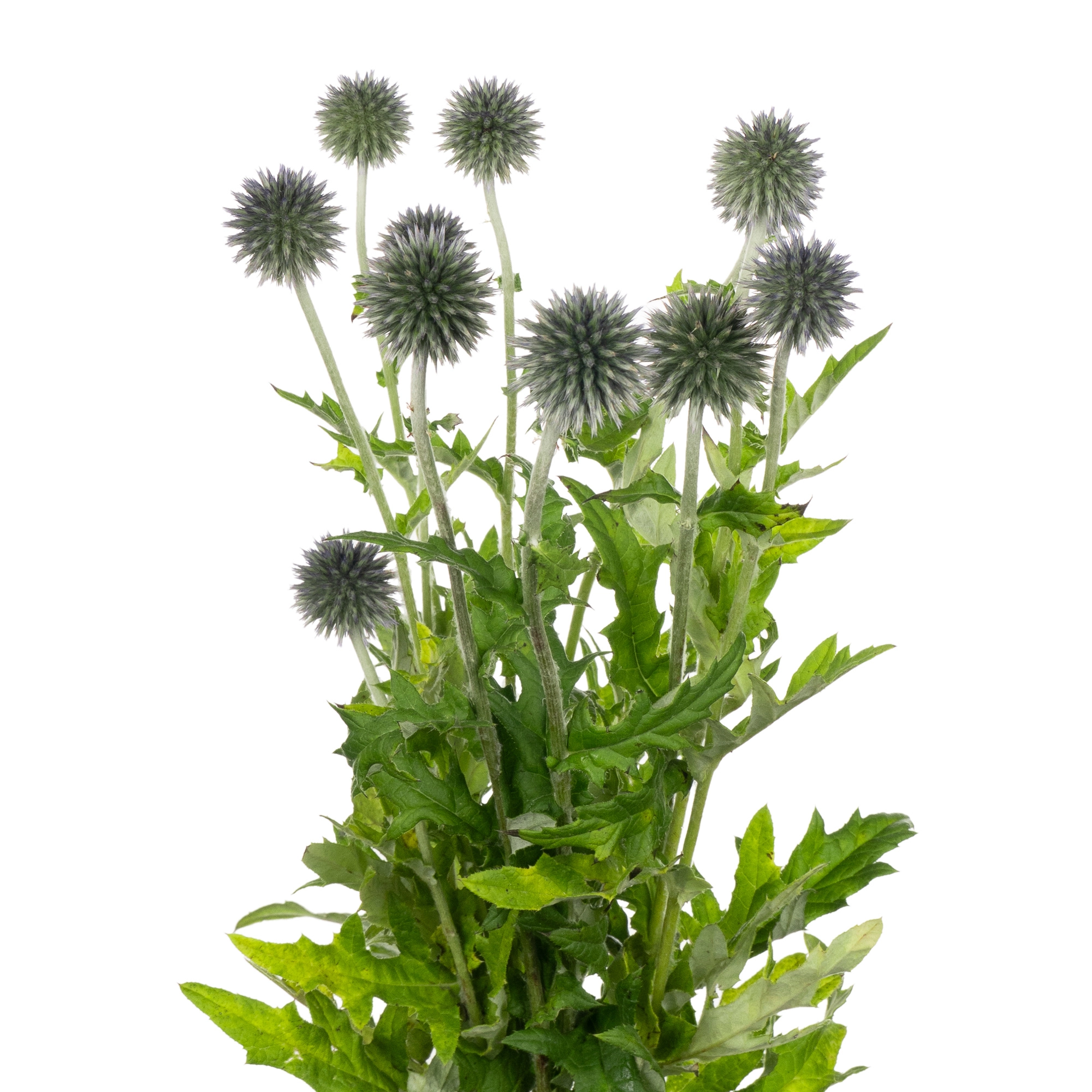 Echinops ritro
