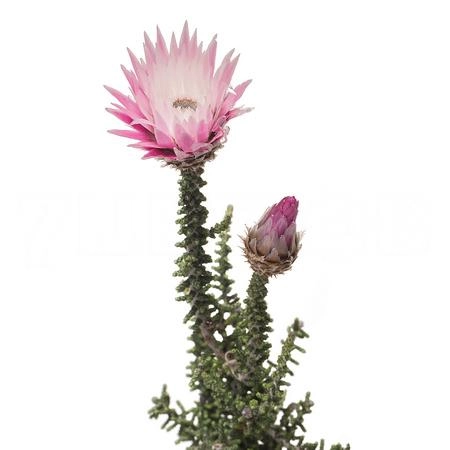 Kaaps tinted phaenocoma pink