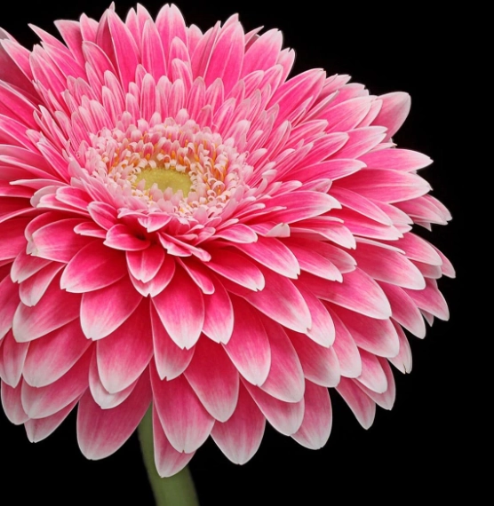 Gerbera power ball