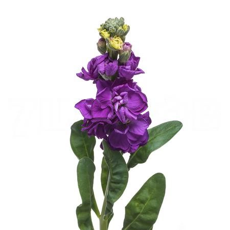 Matthiola incana overig paars | Wholesale flowers, plants and supplies Matthiola incana overig paars