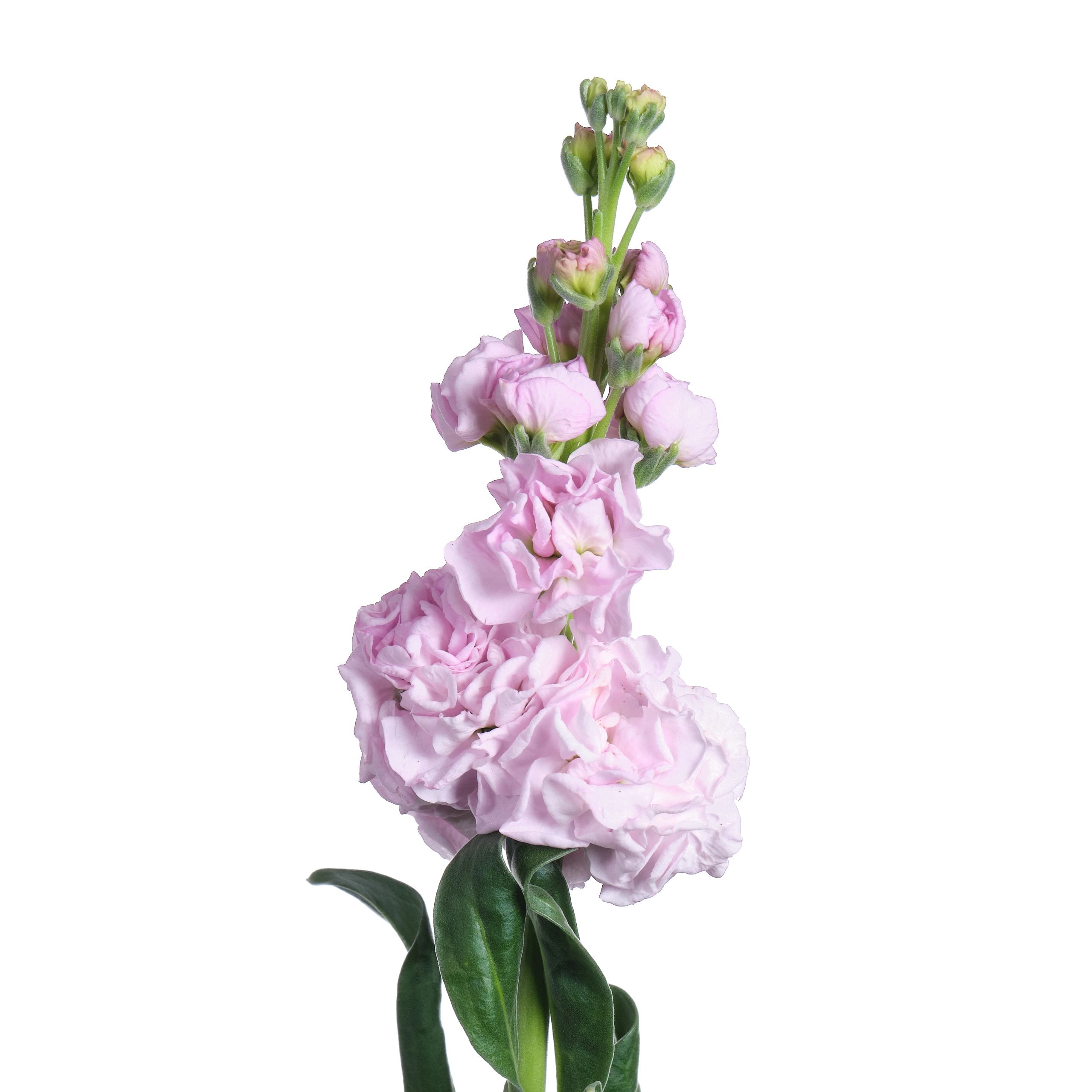 Matthiola light pink | Wholesale flowers, plants and supplies Matthiola light pink