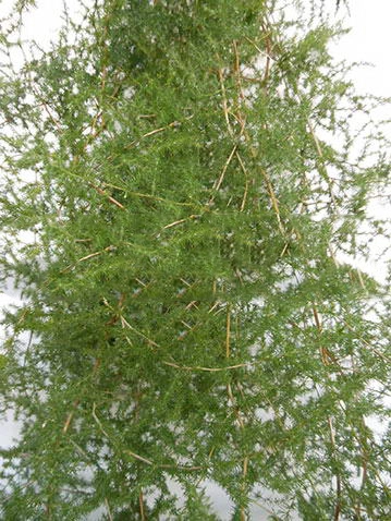 Blad Asparagus acutifolius