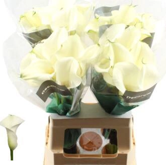 Zantedeschia lillies white