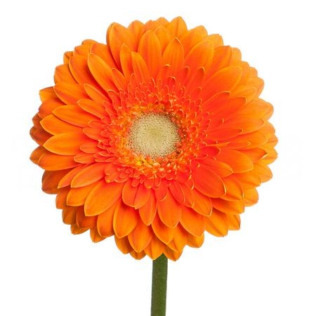 Gerbera mini cuby