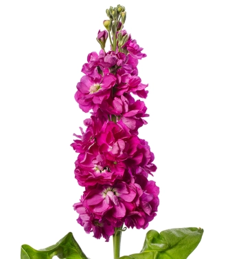 Matthiola pink rose