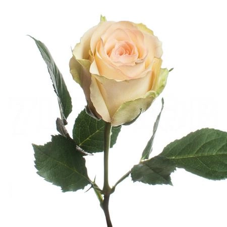 Rose kiwi