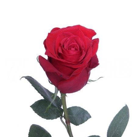 Rose freedom | Wholesale flowers, plants and supplies Rose freedom