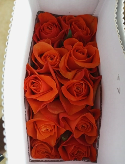 Rose orange wave