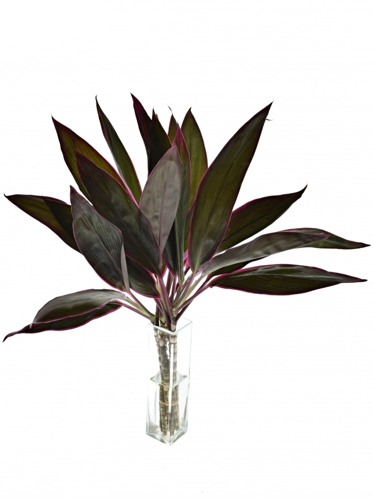 Blad Cordyline red sensation