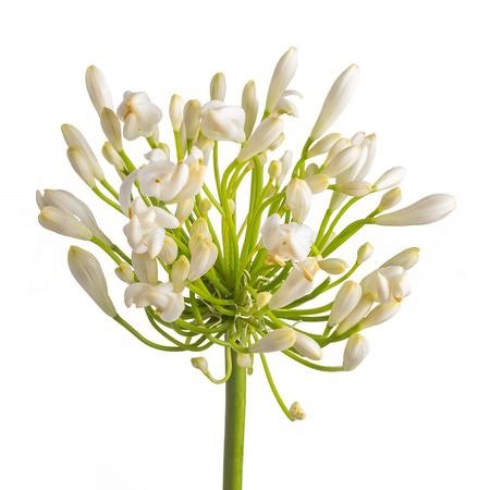 Agapanthus umbellatus albus