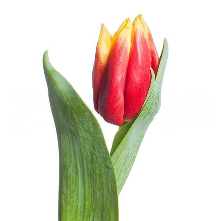 Tulip enkel russia