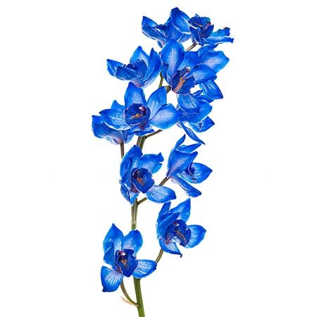 Cymbidium tinted blue