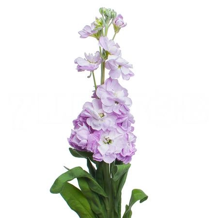 Matthiola matilda pink