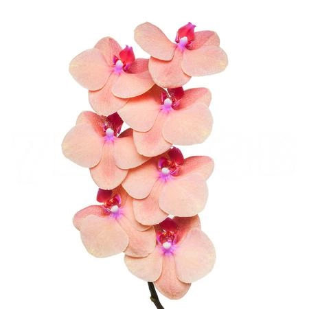 Phalaenopsis tangerine