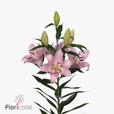Lilium oriental rubiano