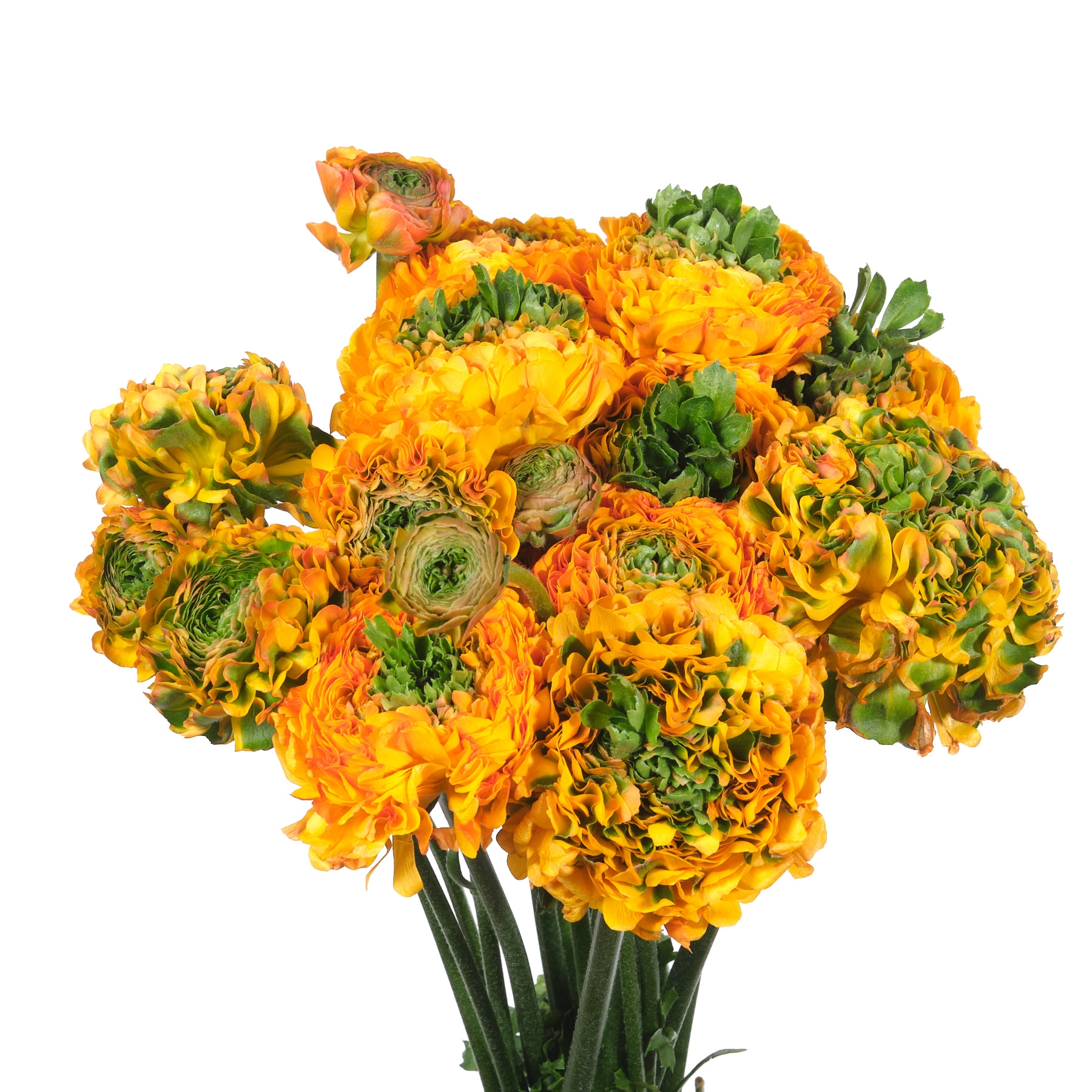 Ranunculus ponpon merlino