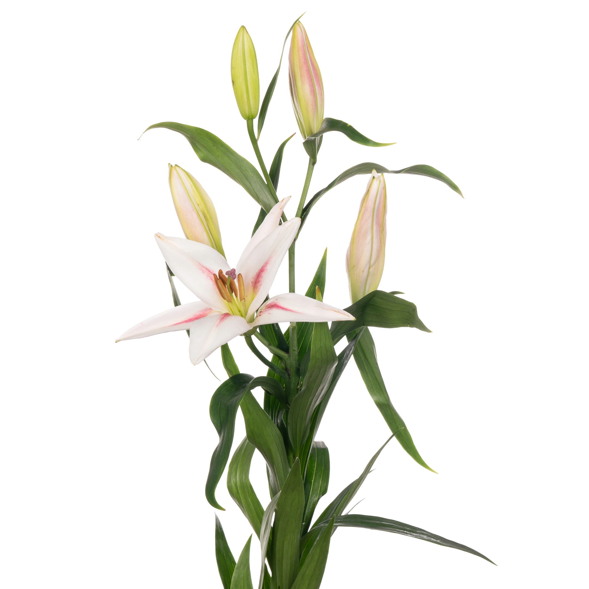 Lilium oriental frontera