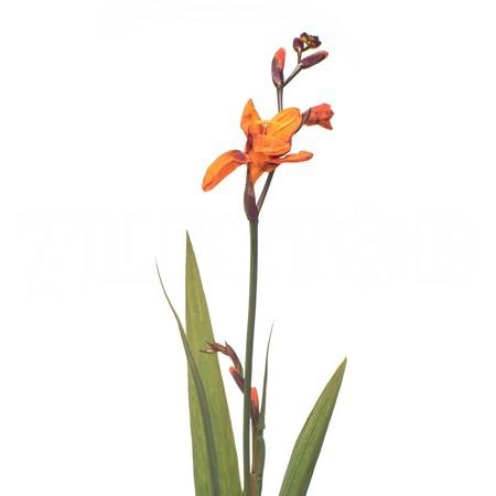Crocosmia emily mckenzie