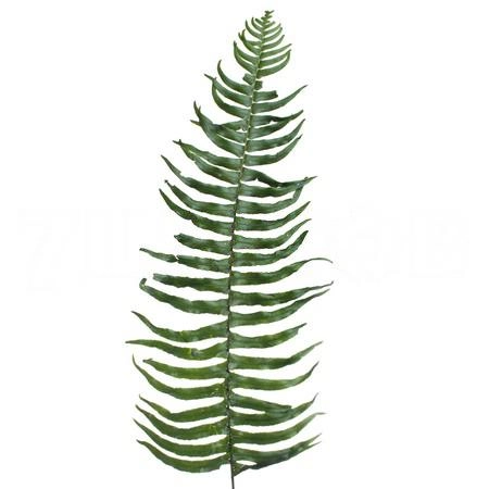 Blad Sword Fern