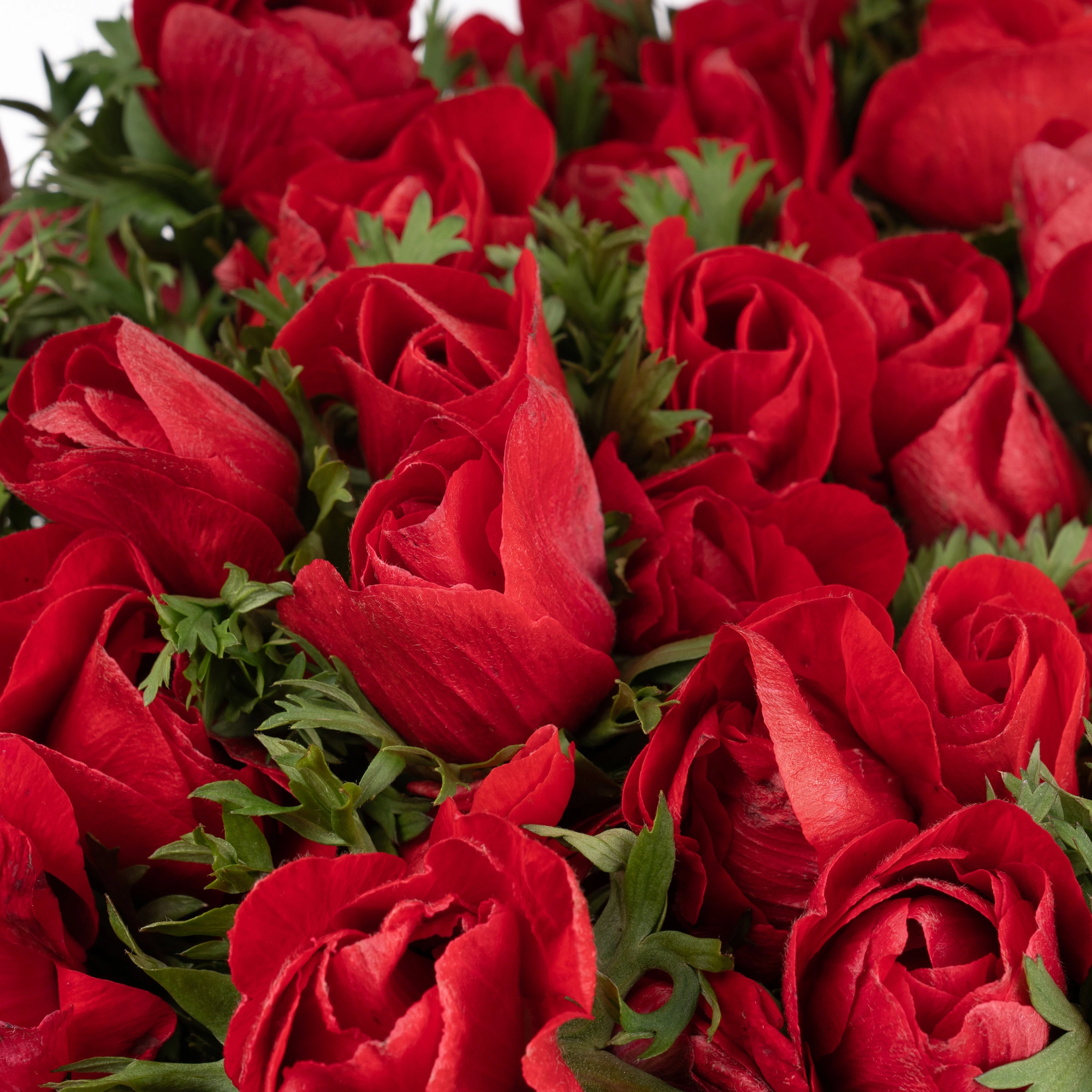 Anemone mistral plus red