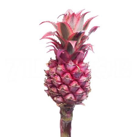 Ananas mini | Wholesale flowers, plants and supplies Ananas mini