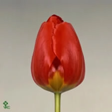 Tulip enkel apeldoorn