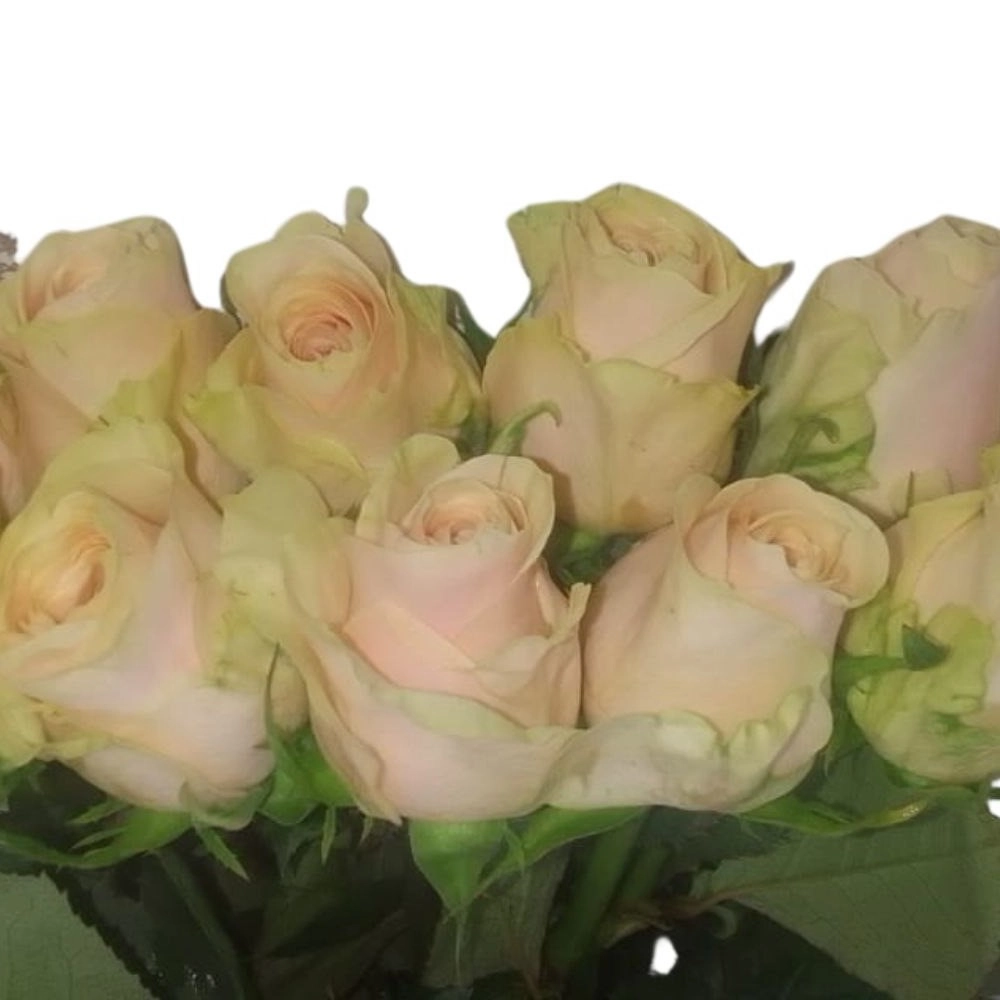 Rose roxanne