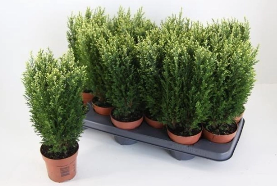 Chamaecyparis potted lawsoniana
