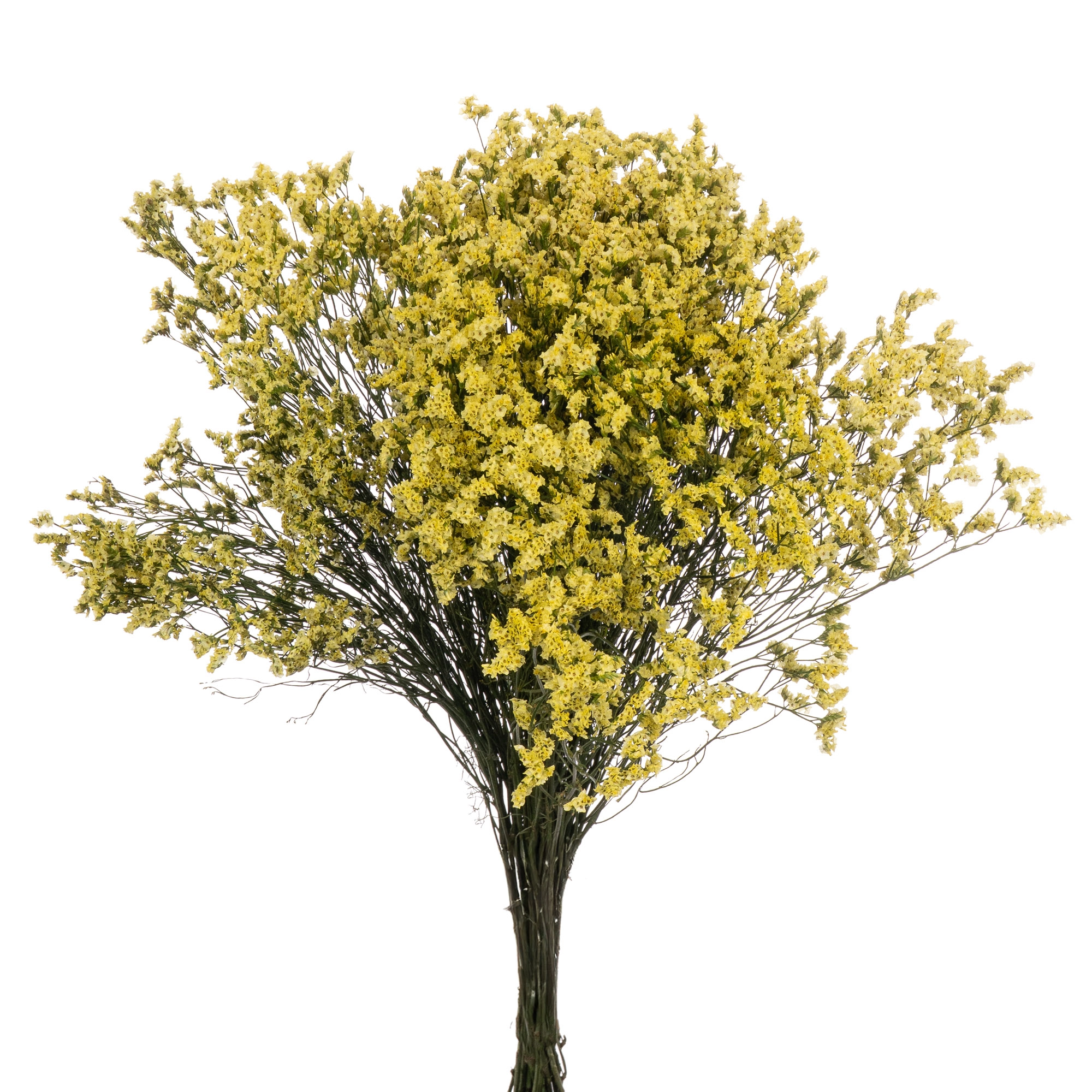 Limonium diamond clear