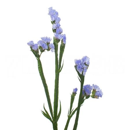 Statice pippa wings | Wholesale flowers, plants and supplies Statice pippa wings
