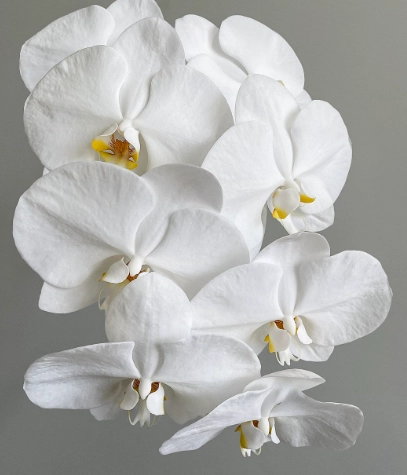 Phalaenopsis v3