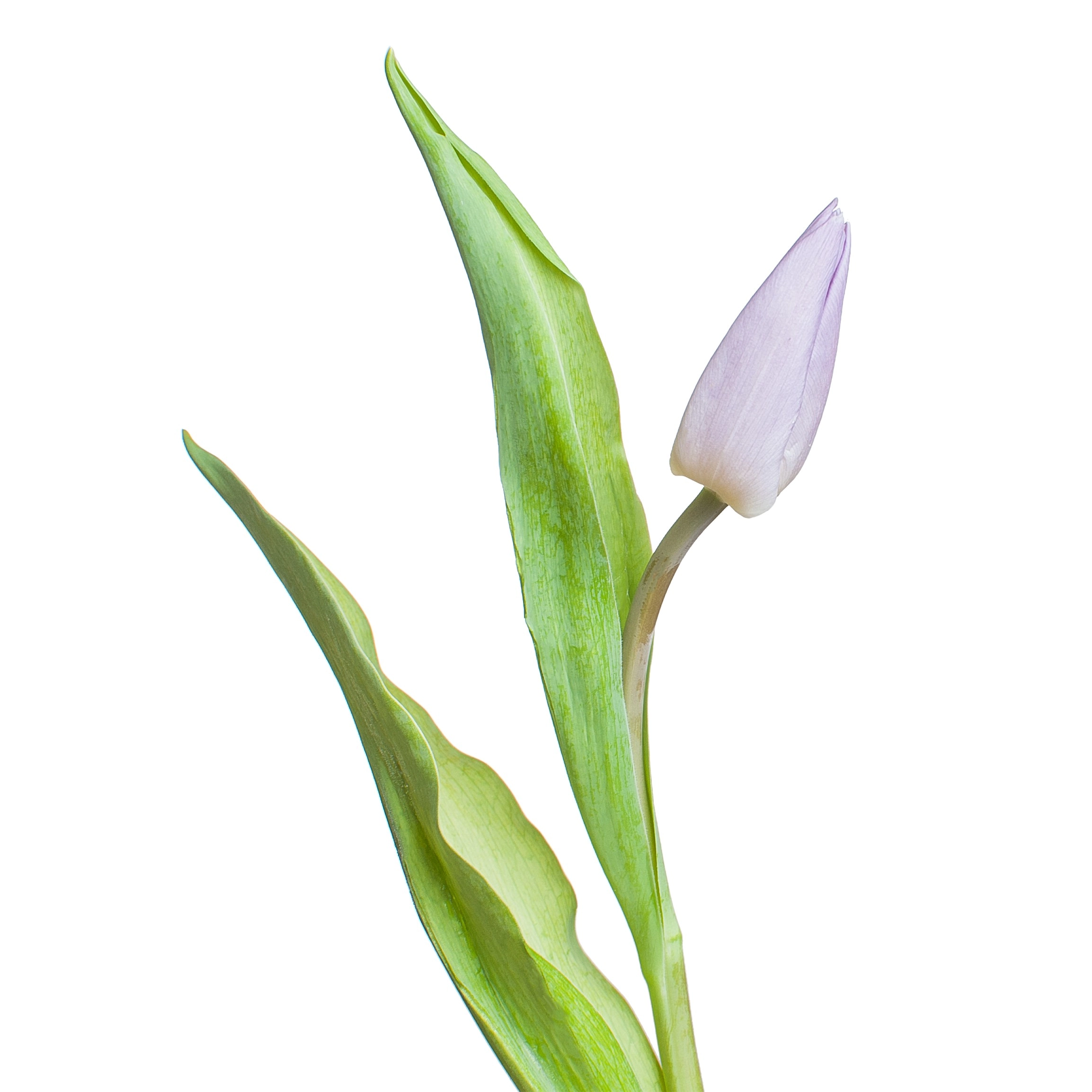 Tulip enkel candy prince