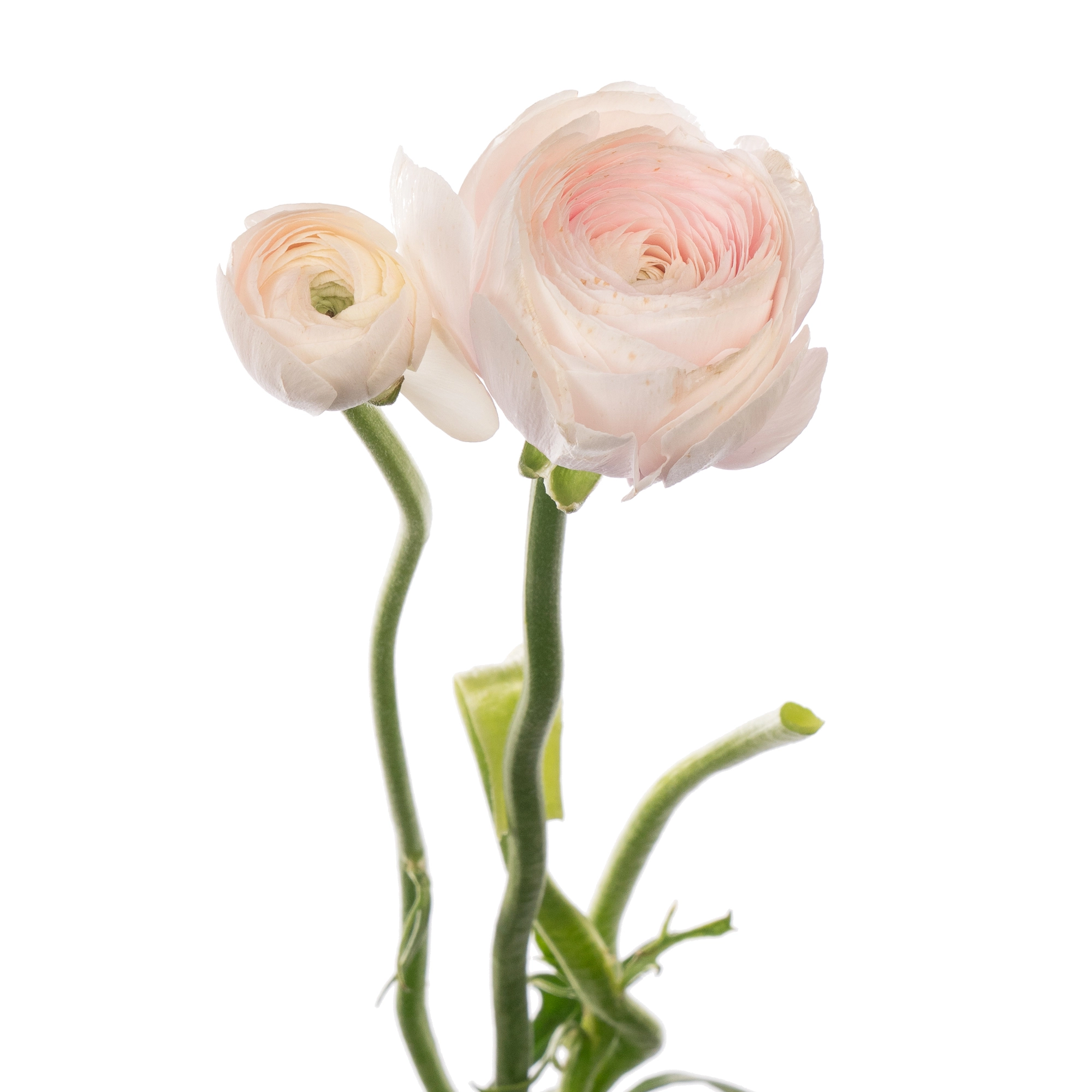 Ranunculus clooney hanoi