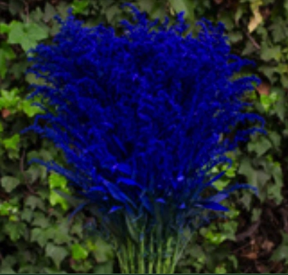 Solidago tinted blue | Wholesale flowers, plants and supplies Solidago tinted blue