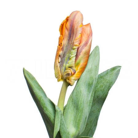 Tulip parrot irene parrot