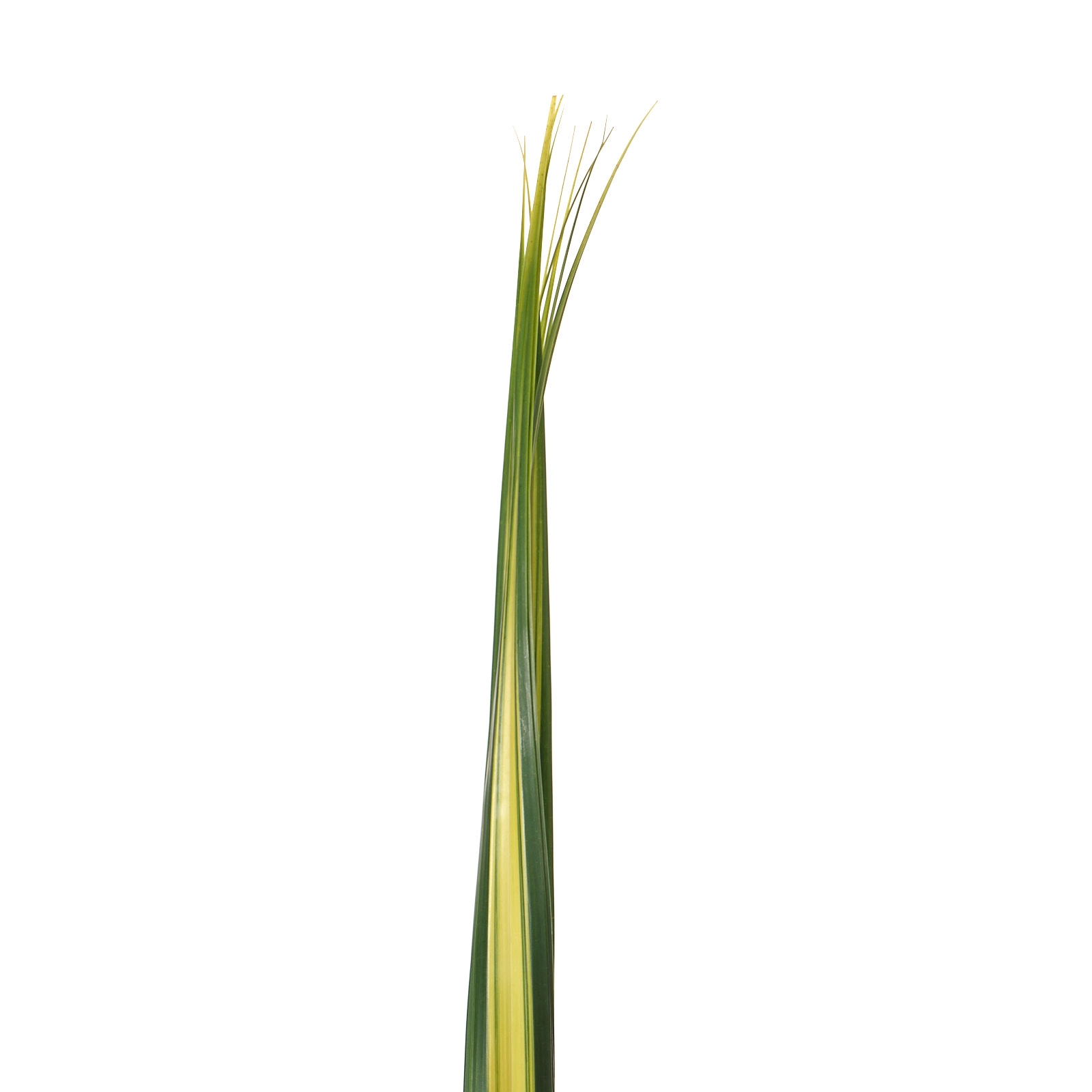 Blad Pandanus variegatum