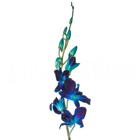 Dendrobium tinted blue