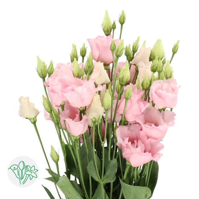 Eustoma double corelli pink | Wholesale flowers, plants and supplies Eustoma double corelli pink