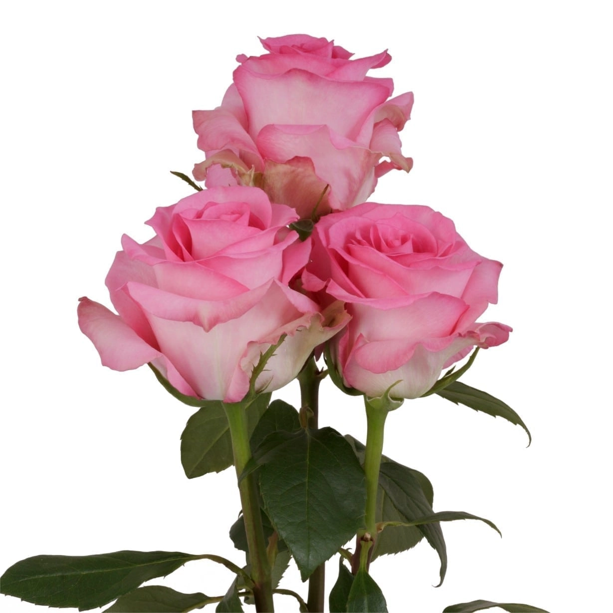 Rose priceless