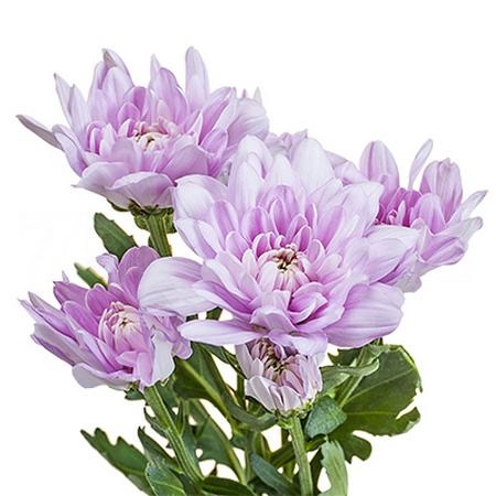 Chrysanthemum spray baltica pink