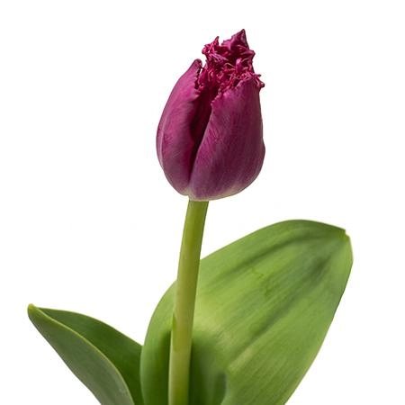 Tulip fringed purple chrystal