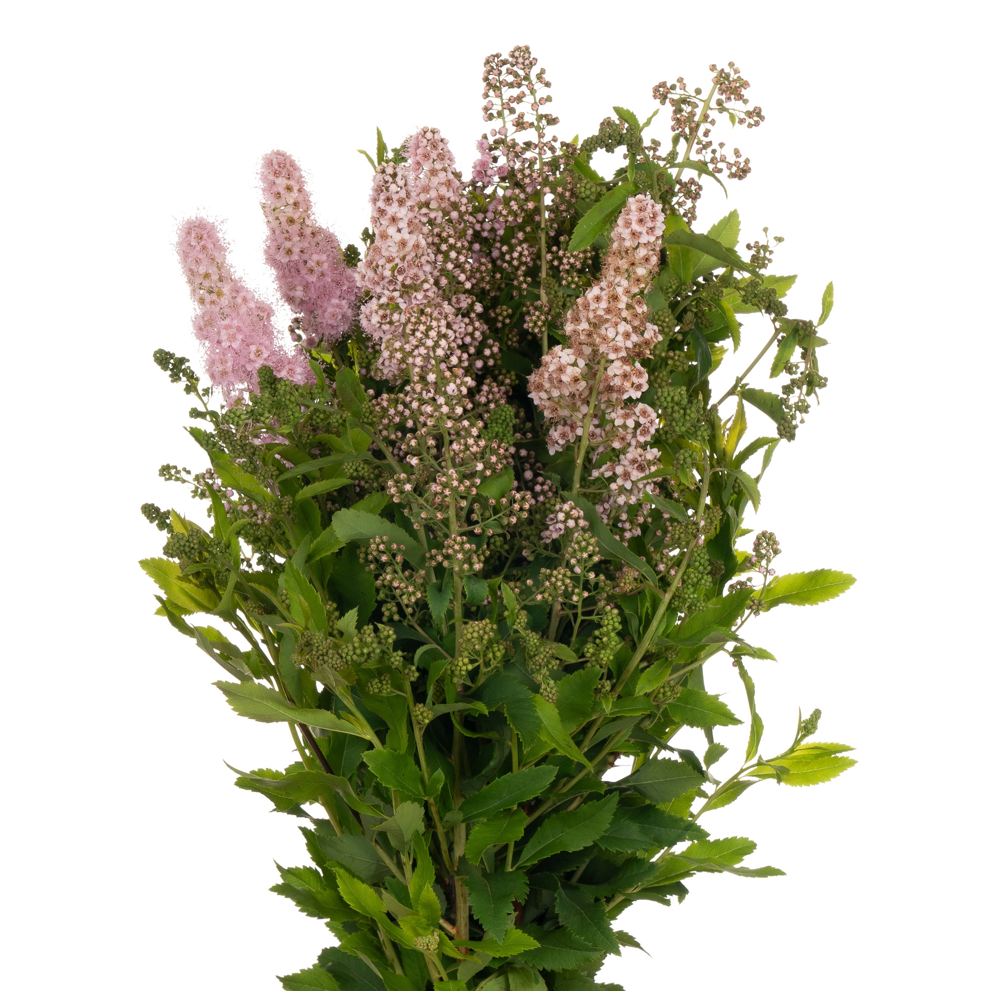 Spiraea pink innocence