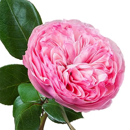Rose mariatheresia